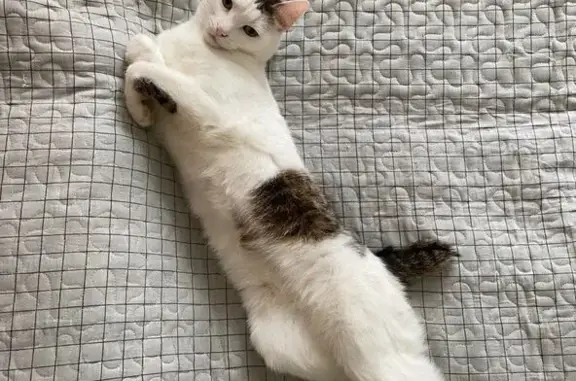 Кошки потеряшки, деревня Толстяково, фото: Потеряшка кошка в д. Толстяково
