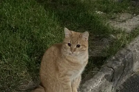 Котенок найден на Советском проспекте, Калининград