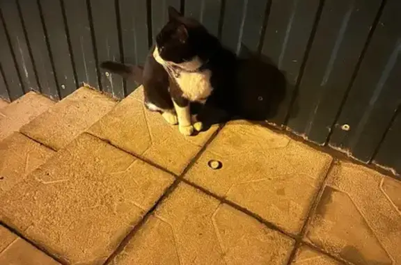 Кошка найдена на ул. Мира, 70Б, Йошкар-Ола