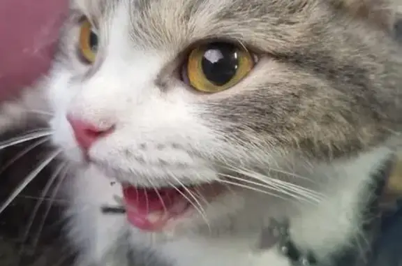 Кошки потеряшки, Новосибирск, фото: Потеряшка кошка, Свечникова 4/1, Нск