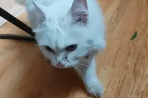 Кошка найдена: ул. Фронтовых Бригад, 18