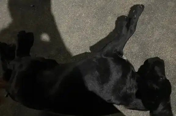 Найдена собака, Якутск, фото: Собака найдена: Каландаришвили, 40/6