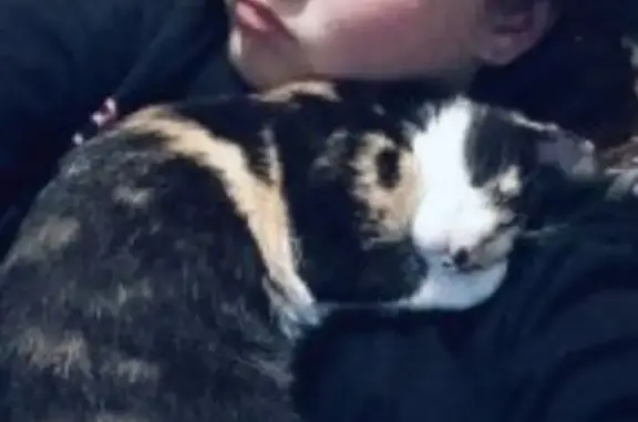 Кошки потеряшки, Тюменская область, фото: Потеряшка кошка, Перевалово, Тюм. область