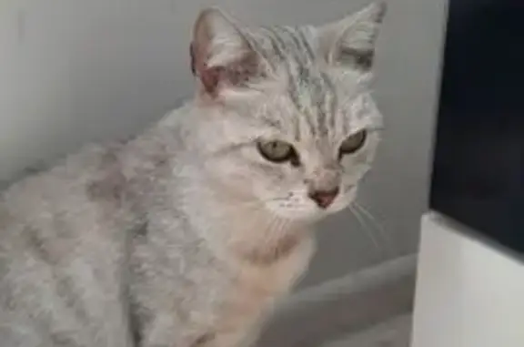 Кошка найдена, ул. Каландаришвили 33