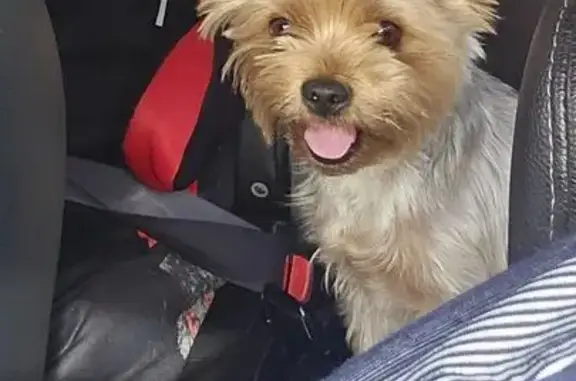 Найдена собака, , фото: Йорк девочка найдена, Красноярская 2, Ишим