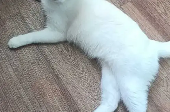 Пропала кошка, Школьная ул., Приморье