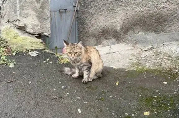 Кошка найдена: Комсомольская 70А, Екб