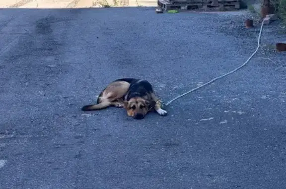 Найденные животные Нижневартовск, фото: Найдена собака на ул. 2П-2, 49 с4, Нижневартовск