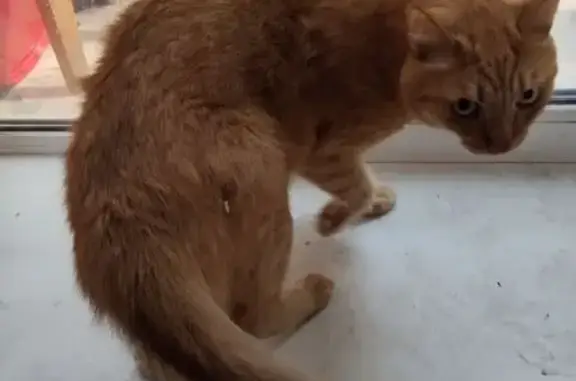 Найдена кошка, Ижевск, фото: Рыжая кошка найдена, Удмуртская ул., Ижевск