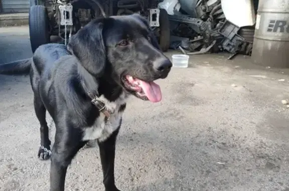 Пёс найден у Ашана, Власихинская, Барнаул