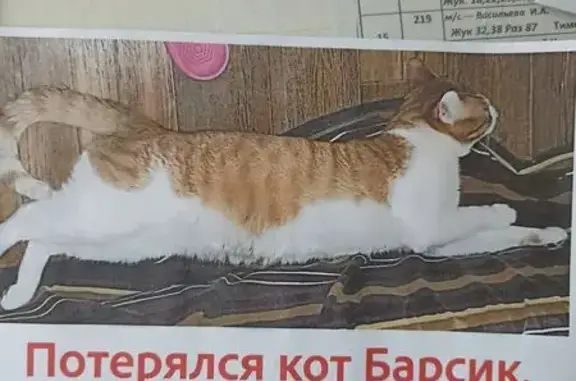 Пропала кошка, б-р Орджоникидзе, 15