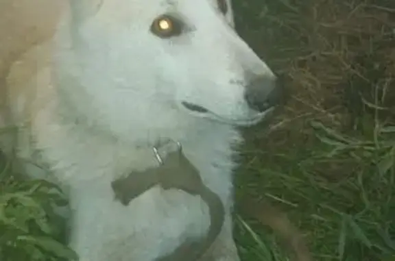 Найдена собака, Куюки, фото: Найдена собака, ул. Нур, 27, Куюки