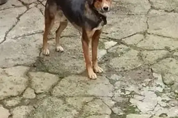 Собака найдена: Звягинки, Орловская обл.