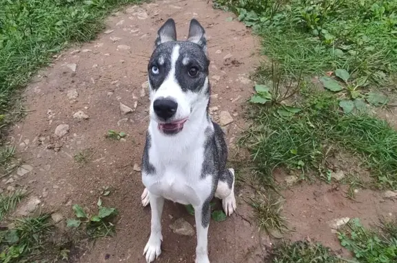 Найдена собака, Иваново, фото: Хаски найдена, ул. Домостроителей 34, Иваново