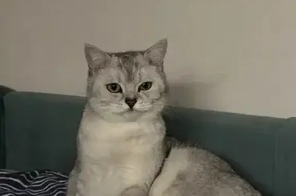 Кошки потеряшки, Республика Алтай, фото: Потеряшка кошка в Соузгинском, Алтай