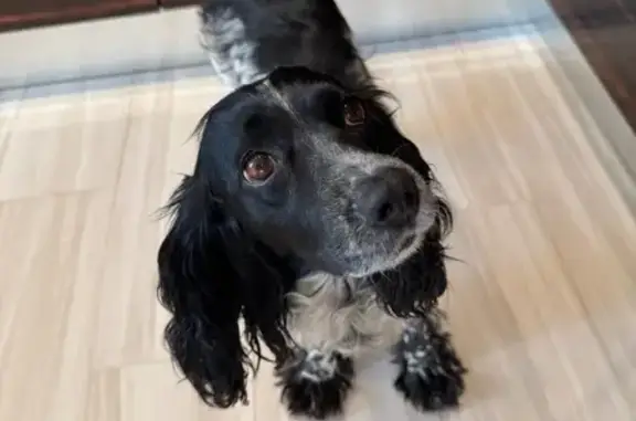 Найдена собака, Астрахань, фото: Собака найдена: 1-я Просторная, 16, Астрахань