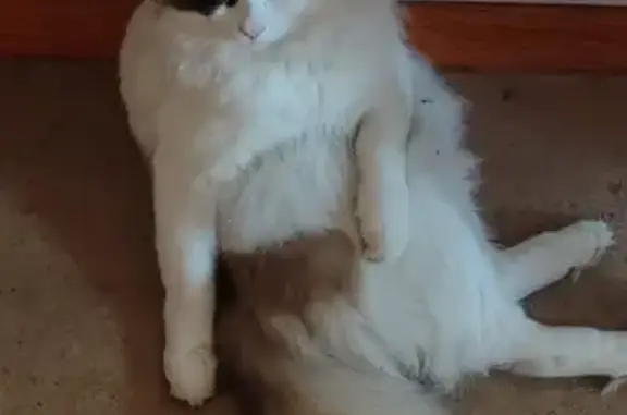 Кошки потеряшки, Нижневартовск, фото: Потеряшка кошка, Нижневартовск, Югра