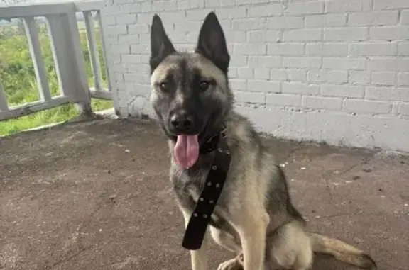 Найдена собака, Московская область, фото: Собака найдена у станции 107 км, МО