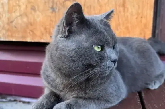 Найдена кошка, , фото: Серый кот найден у Бристоля, Матвеевка, 25