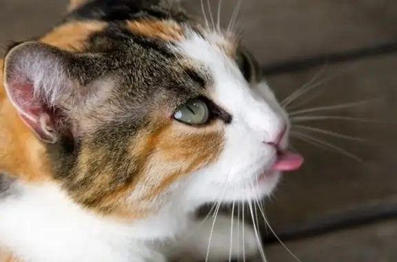 Пропала кошка, Средняя ул. 2, Карталы