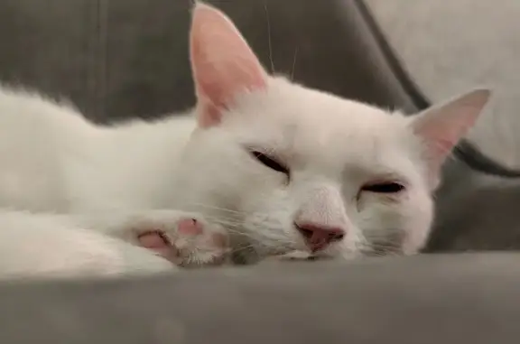 Кошка найдена на ул. Шумяцкого, 3, Красноярск