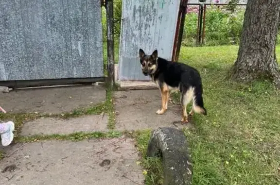 Найдена собака, Мелиоративная ул. 7