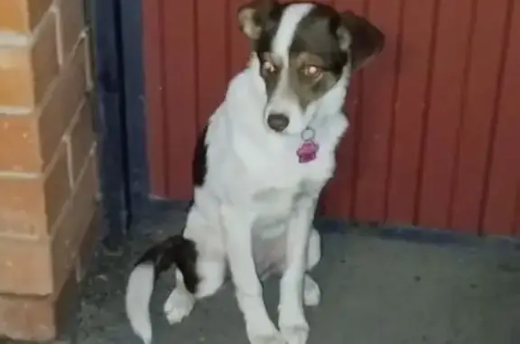 Найдена собака, Оренбург, фото: Собака найдена: Замкнутый пер., 20, Оренбург