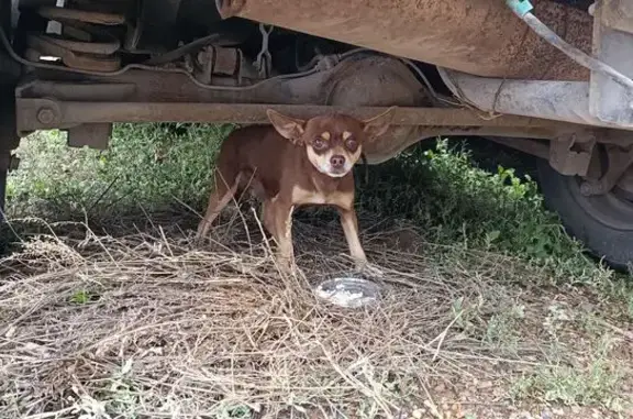 Найдена собака, Уфа, фото: Той Терьер найден, ул. Кувыкина 19А, Уфа