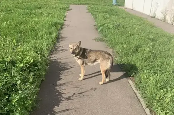 Найдена собака, Москва, фото: Собака найдена на Дмитровском ш., 165Е к7