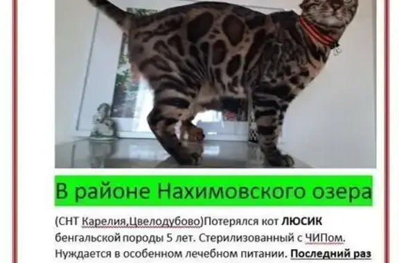 Кошки потеряшки, Рощинское городское поселение, фото: Потеряшка кот у Нахимовского озера, СНТ Карелия