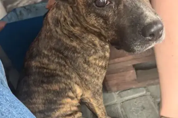 Стаффорд найден: Проездная 36, Барнаул