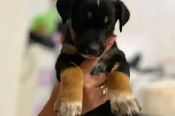 Найдена собака, Орловская область, фото: Собака найдена, Корсаково, Орловская обл.