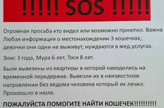 Пропала кошка, ул. Ленина, Берёзовский