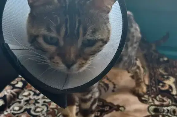 Найдена кошка, , фото: Кошка найдена, Колтушское поселение