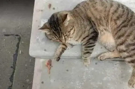 Кошка найдена, ул. Красных Зорь, 23Б