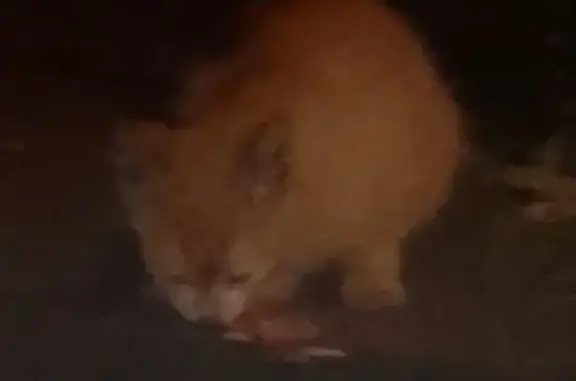 Котёнок найден на Мироновской улице, Москва.