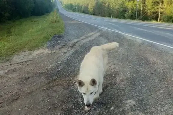 Собака найдена: ул. Новостройка, 4, Тюлькино - photo