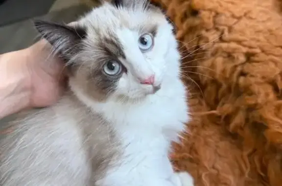 Найдена кошка, Красково, фото: Найдена кошка, Шолохова 4, Красково