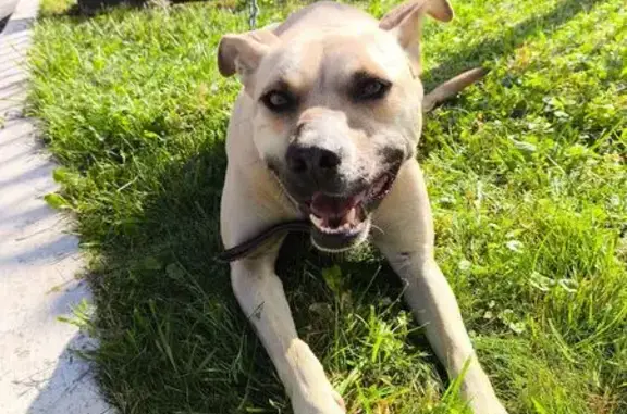 Найдена собака, ул. Крахмалёва, 41, Брянск