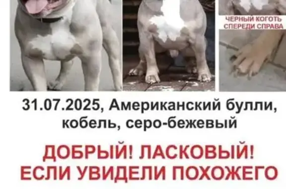 Пропала собака, проезд Главмосстроя, Москва