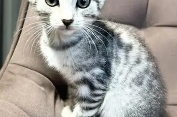 Найдена кошка, Подольск, Большая Серпуховская 1