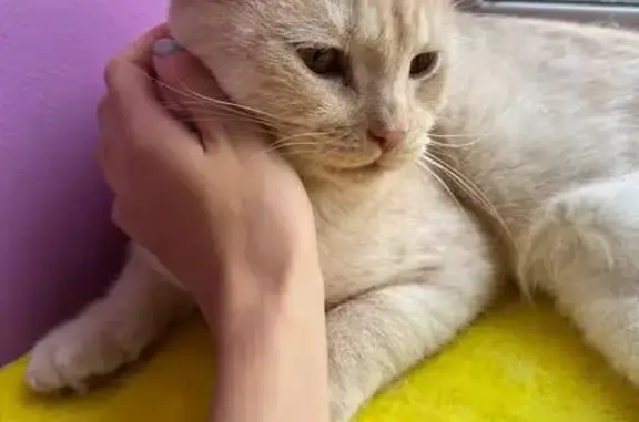 Найдена кошка, Засечное, фото: Найдена кошка, Олимпийская ул., Засечное