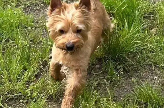 Собака найдена: Сибирякова, 54, Калининград