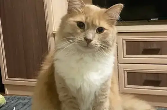Пропала кошка, пр. Дериглазова, 17, Курск