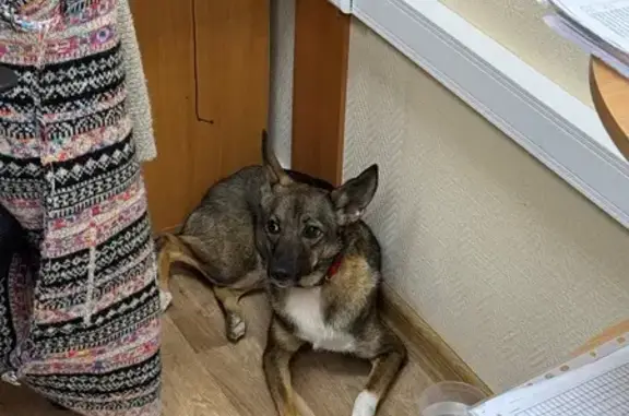 Найдена собака, Металлострой, фото: Собака найдена: Садовая, 8, Металлострой