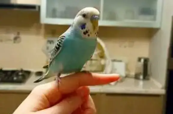 Пропал волнистый попугай, Тормозное шоссе