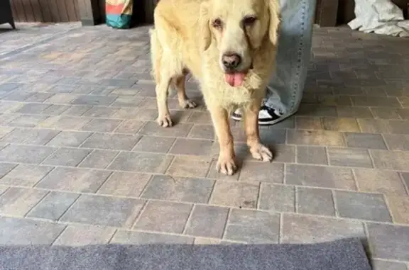 Голден найден в парке, Платоновская, Тула