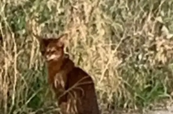 Кошка найдена на ул. Коцура, 56, Краснодар