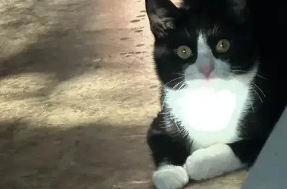 Пропала кошка, 3-й Октябрьский пр., 5