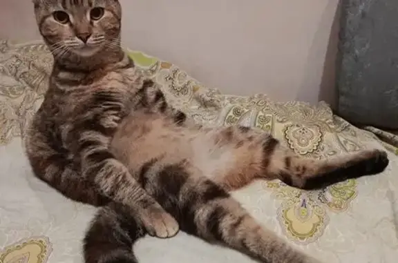 Пропала кошка, ул. Шевелёва 32, Нск